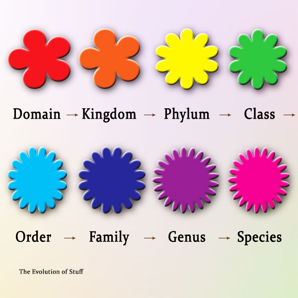 The Evolution of Taxonomy